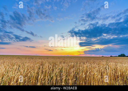 Sonnenuntergang über dem Weizenfeld Stockfoto