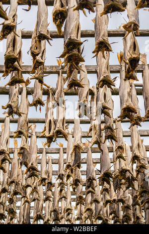 North Atlantic cod gesehen wird die Trocknung auf große Racks während der Lofoten in Norwegen im späten Frühjahr. Stockfoto