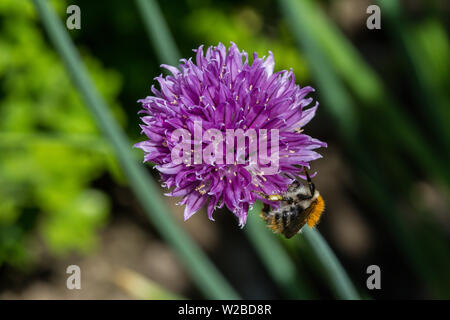 Eine Hummel auf einer Schnittlauch Blüte mit grünen Hintergrund und Schatten Stockfoto