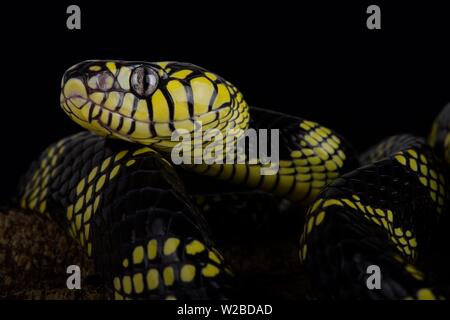 Philippinische gold beringt Schlange (Boiga dendrophila latifasciata) Stockfoto