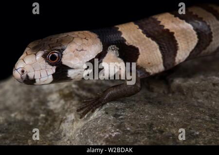 Rosa-tongued Skink (Cyclodomorphus Gerrardii) Stockfoto