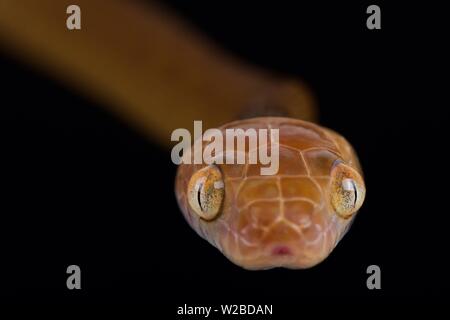 Brown tree snake (Boiga irregularis) Stockfoto