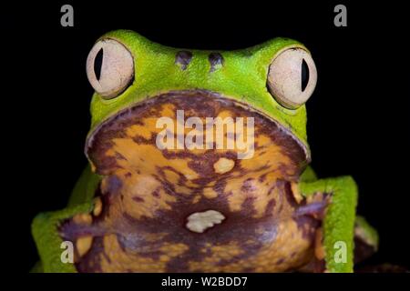 Weiß gesäumten leaf Frog (Phyllomedusa vaillantii) Stockfoto