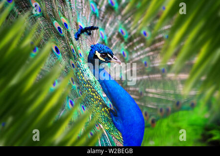 Close up Peacock Porträt im Dschungel mit Blatt Stockfoto