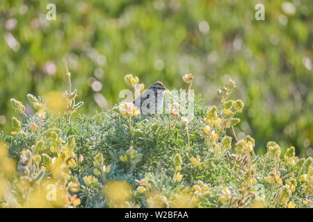 Song sparrow thront auf einer gelben Blüte Bush Lupin in die glitzernde Sonne. Stockfoto