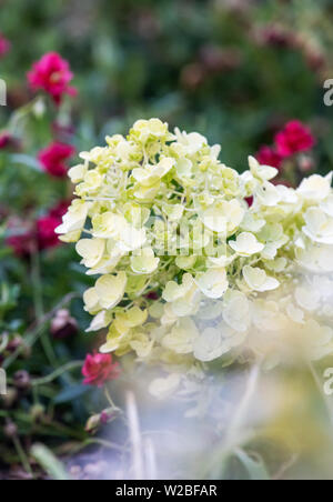 Limelight Hortensie Strauch beginnen zu blühen Stockfoto