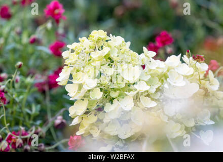 Limelight Hortensie Strauch beginnen zu blühen Stockfoto