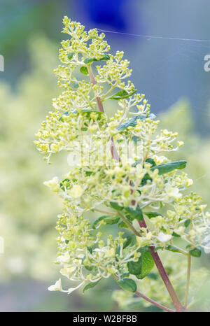 Limelight Hortensie Strauch beginnen zu blühen Stockfoto