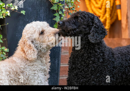 Eine beigefarbene Labradoodle og Nuzzling einen etwas größeren schwarzen Labradoodle Hund Stockfoto