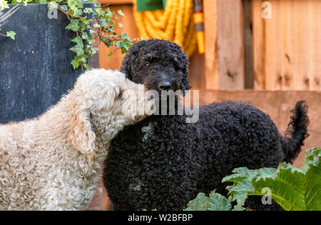 Eine beigefarbene Labradoodle og Nuzzling einen etwas größeren schwarzen Labradoodle Hund Stockfoto