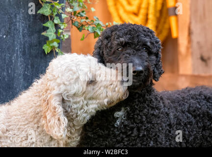 Eine beigefarbene Labradoodle og Nuzzling einen etwas größeren schwarzen Labradoodle Hund Stockfoto