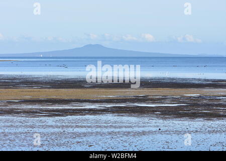 Blick auf Vulkan Insel Rangitoto in Auckland von seichten flache Bucht bei Ebbe mit Wohnungen von Seegras, wo Seevögel auf Muscheln und anderen inv Feed Stockfoto