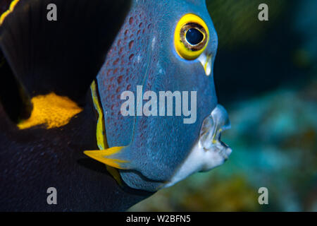 Schöne französische Kaiserfische Suche nach Essen auf einem Korallenriff in der Karibik, Providenciales, Turks- und Caicosinseln. Stockfoto