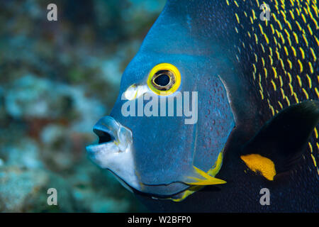 Schöne französische Kaiserfische Suche nach Essen auf einem Korallenriff in der Karibik, Providenciales, Turks- und Caicosinseln. Stockfoto