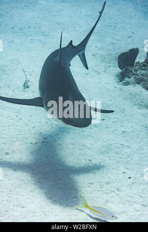 Caribbean Reef Shark on the prowl für eine Mahlzeit in den Turks- und Caicosinseln. Stockfoto