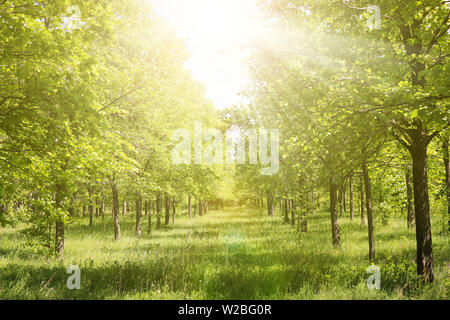 Gasse in einem Elm Grove im Sonnenlicht. Grünen Wald im Frühsommer. Natürliche Sommer Landschaft Stockfoto