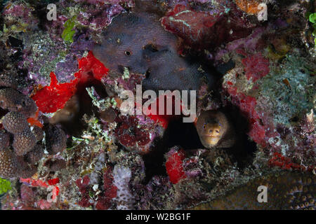 Eine Goldentail Moray Aal hat die Sicherheit einer Felsspalte schöne Korallenriffe und das blaue Wasser der Karibik von der Insel Grenada gefunden. Stockfoto