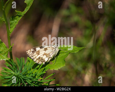 Marmor weiß Schmetterling auf Blatt in der Sonne aalen. Melanargia galathea. Stockfoto