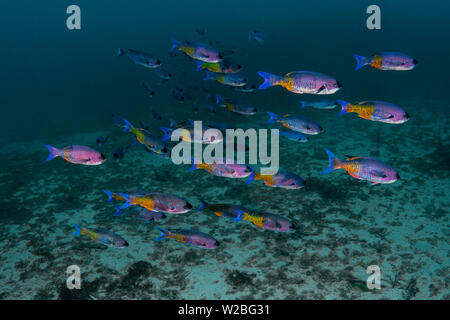 Schulen der bunten Creole Wrasse sind reichlich in das schöne blaue Wasser der Karibik vor der Insel Grenada. Stockfoto