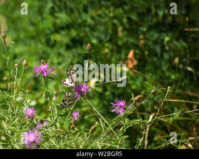 Zwei marmoriert weiße Schmetterlinge Wettbewerb eine Blume, eine im Flug. Melanargia galathea. Stockfoto