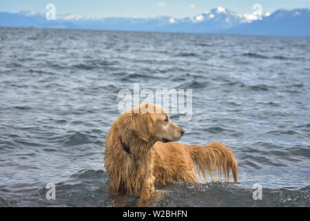 Golden Retriever Hund Waten im Wasser am Ufer eines Sees mit Bergen im Hintergrund. Stockfoto