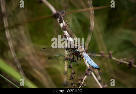 Breite Bodied Chaser (Libellula depressa) Teich Tierwelt, Libellen, damselflies. Stockfoto