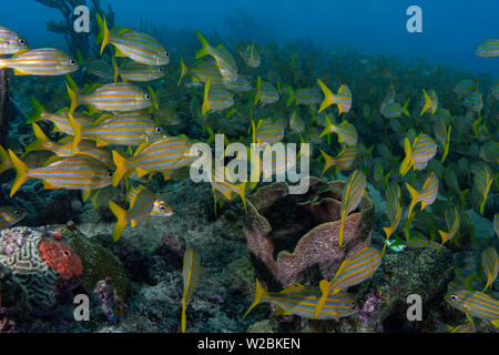 Schule der Smallmouth Grunzen in das schöne blaue Wasser der Karibik vor der Insel Grenada. Stockfoto