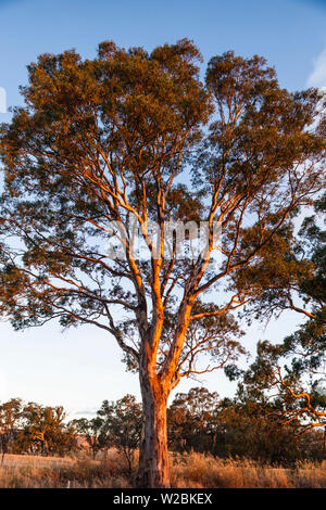 Australien, South Australia, Barossa Valley, Rowland Flat gum Bäumen am Sunset Stockfoto