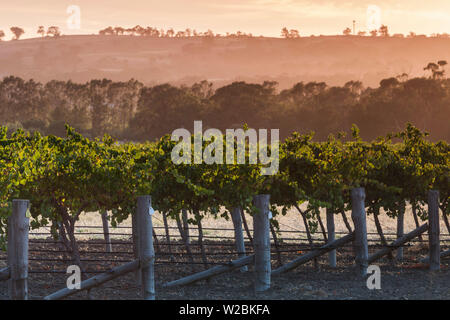 Australien, South Australia, Barossa Valley, Tanunda, Weinberge, dawn Stockfoto