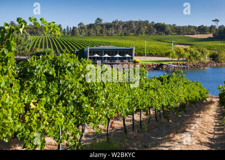 Australien, Western Australia, der Südwesten, Margaret River Weinregion, Wilyabrup, verknoten Hill Vineyard Stockfoto