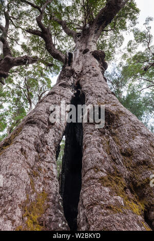 Australien, Western Australia, The Southwest, Walpole, giant tingle Bäume Stockfoto