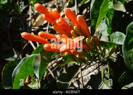 Orange Trompete, Flamme Blume, Feuer - Cracker Rebe Stockfoto