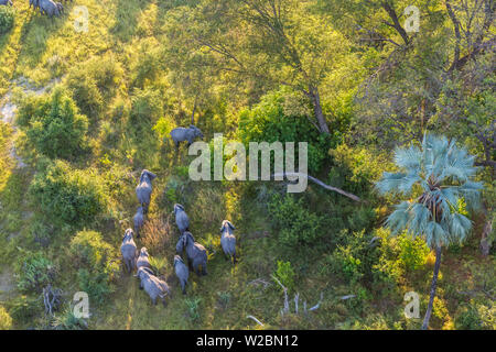 Luftaufnahme von Elefanten, Okavango Delta, Botswana, Afrika Stockfoto