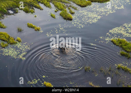 Luftaufnahme von Elefanten, Okavango Delta, Botswana, Afrika Stockfoto