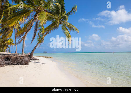 Kuba, Jardines del Rey, Cayo Guillermo, Playa El Paso, Palmen am weißen Sandstrand Stockfoto