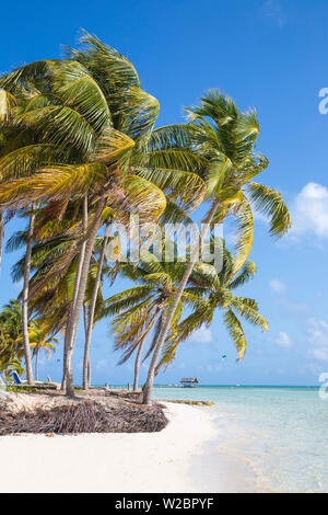 Kuba, Jardines del Rey, Cayo Guillermo, Playa El Paso, Palmen am weißen Sandstrand Stockfoto