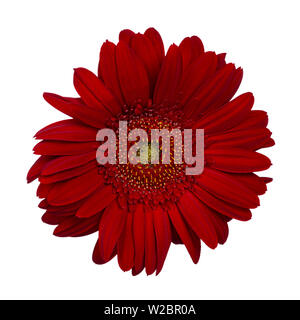 Ansicht von oben aus frischen leuchtend rote Gerbera Blume. Auf einem weißen Hintergrund. Stockfoto