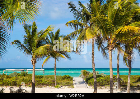 Kuba, Jardines del Rey, Cayo Guillermo, Playa El Paso, Palmen in den Gärten des Sol Guillermo Hotel Stockfoto