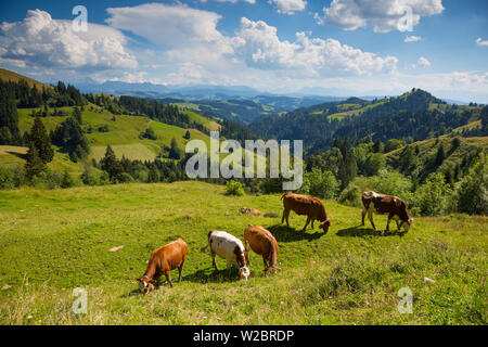 Weidende Kühe, Emmental und Schweizer Alpen im Hintergrund, Berner Oberland, Schweiz Stockfoto