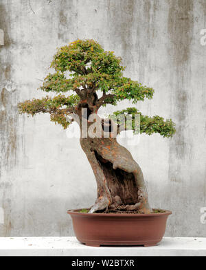 Bonsai Baum, klassischer Garten, Suzhou, Jiangsu, China Stockfoto