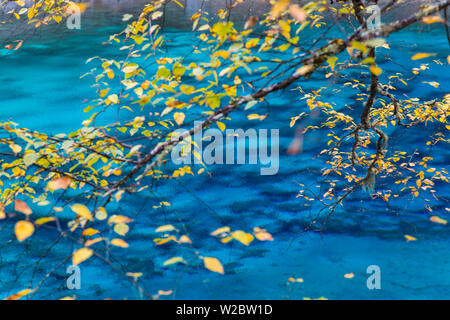 Herbst Baum & See, Nationalpark Jiuzhaigou, Provinz Sichuan, China Stockfoto