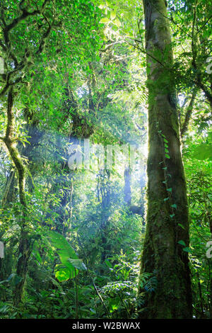 Costa Rica, Monteverde, Biologisches Reservat Monteverde Nebelwald, Stockfoto