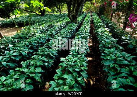 El Salvador, Junge Coffe Pflanzen, Coffee Farm, Hängen des Santa Ana Vulkan, Finca Malacara, Alte Höhen Kaffee Stockfoto