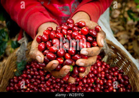 El Salvador, Kaffeepflücker, die Hände voller Kaffeekirschen, Coffee Farm, Hängen des Santa Vulkan, Finca Malacara, Alte Höhen Kaffee Stockfoto