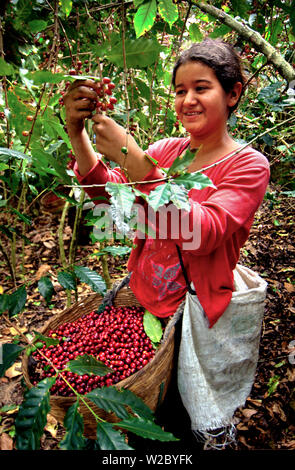 El Salvador, Kaffee Picker, Coffee Farm, Finca Malacara, Kaffeekirschen, Hängen des Santa Ana Vulkan, hoher Höhe Kaffee Stockfoto