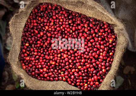 El Salvador, vollen Beutel der Kaffeekirschen, Entnommen, Coffee Farm, Finca Malacara, Hängen des Santa Ana Vulkan, hoher Höhe Kaffee Stockfoto