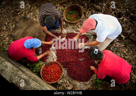 El Salvador, Kaffeepflücker, Sortieren/Beeren, Coffee Farm, Finca Malacara, Hängen des Santa Ana Vulkan, hoher Höhe Kaffee Stockfoto