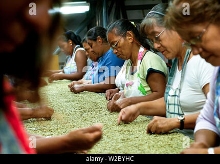 El Salvador, Santa Ana, Kaffeemühle, Montage, Inspektion von Kaffeebohnen, Alte Höhen Kaffee Stockfoto