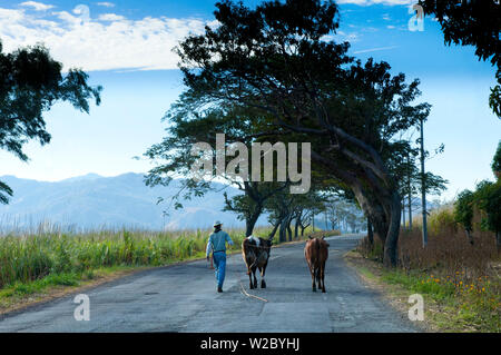 El Salvador, der Cerro Verde National Park, Nationalpark Vulkan, Landwirt, Rinder, Departement Santa Ana Stockfoto