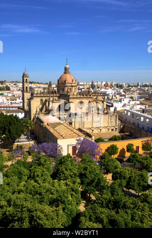 Die Kathedrale von San Salvador mit blühende Jacaranda-Bäume, Provinz Cadiz, Jerez De La Frontera, Andalusien, Spanien Stockfoto